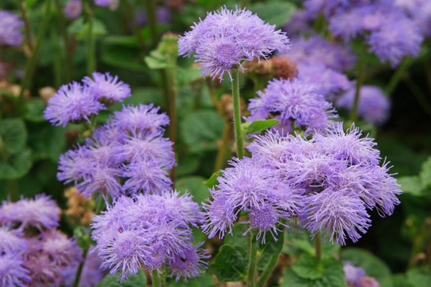 7.	Fleurs bleues mauves de putara (Agerate bleue)