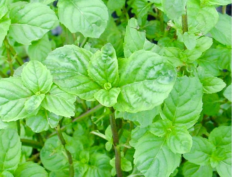 Feuilles de menthe