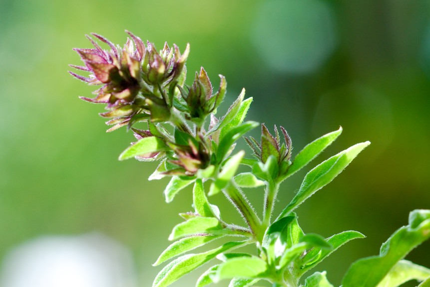 10.	Feuilles et fleurs de miri mauve (basilic)