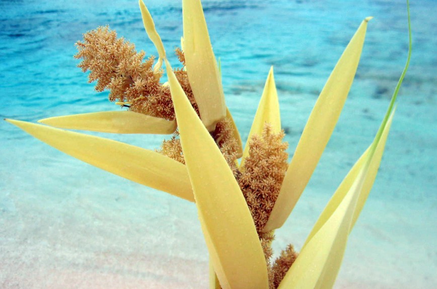 Hinano, bractée odorante du fara (pandanus)