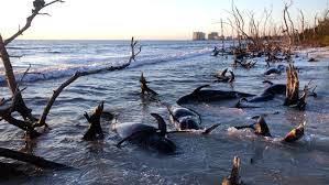 Plus de 80 dauphins meurent en Floride