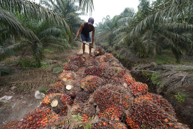 Indonésie: HSBC finance la destruction de forêt tropicale (Greenpeace)
