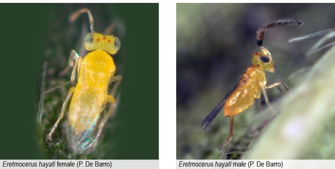 Cette micro-guêpe de moins d'un millimètre de longueur dévore de l'intérieur les nymphes de l'aleurode du tabac. Mais n'ayez pas pitié des aleurodes : cet insecte est le responsable des pénuries de tomates qui touchent la Polynésie depuis deux ans.