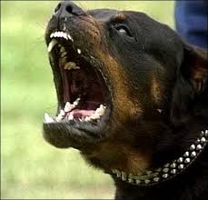 Aisne: un bébé de 14 mois tué par le rottweiler de sa famille