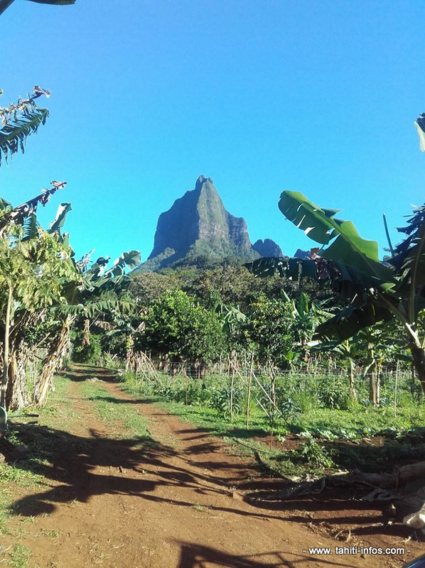 Sophia Toofa, itinéraire d'une agricultrice bio