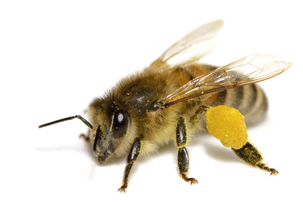 Un virus de l'aile déformée, nouvelle menace pour les abeilles (étude)