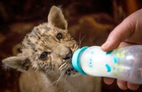 Tsar, un bébé ligre qui fait le roi dans un zoo de Russie