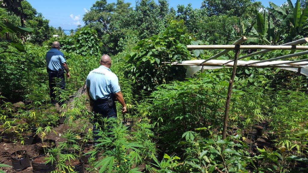 Du pakalolo dans le cartable au collège de Huahine