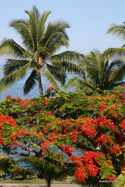 La floraison impressionnante d’un flamboyant, sur fond de cocotiers et de lagon.