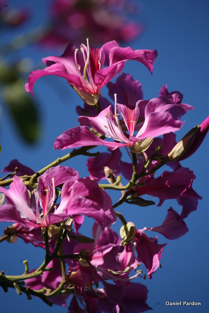 Floraisons de nos arbres tahitiens (1re partie)