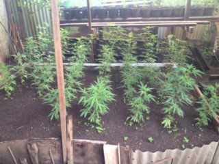 Une plantation de 1 653 pieds de paka détruite à Papara