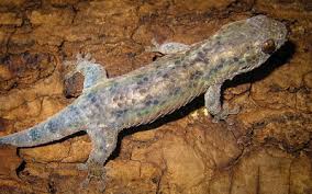 Découverte d'une nouvelle espèce de gecko aux propriétés étonnantes