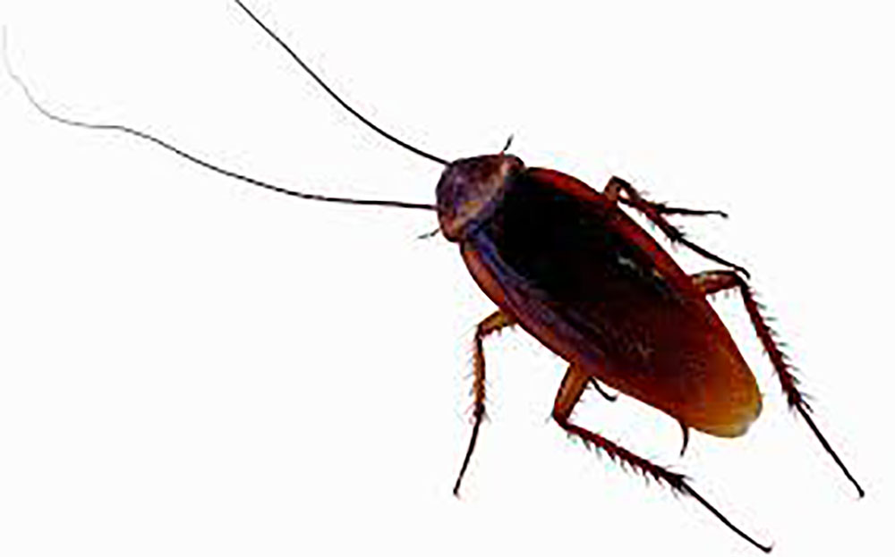 Inde: un cafard lui trottait dans la tête