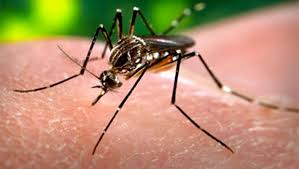 L'épidémie de dengue fait son premier mort en Nouvelle-Calédonie
