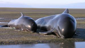 Nouvelle-Zélande: nouvel échouage de baleines malgré les efforts de centaines de sauveteurs