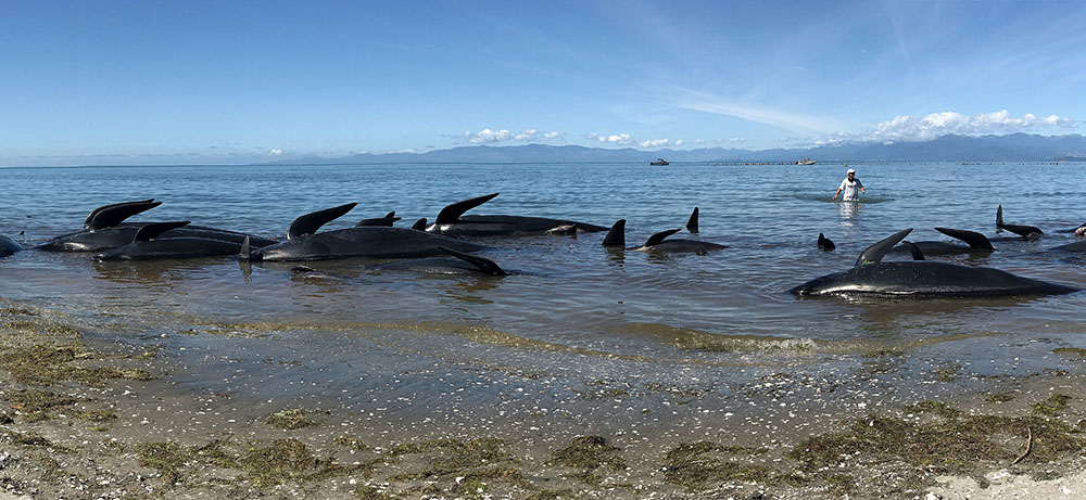 Nouvelle-Zélande: les baleines-pilotes échouées regagnent le large