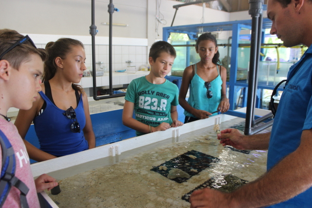 Le processus de bouturage des coraux n'a plus de secret pour ces élèves.