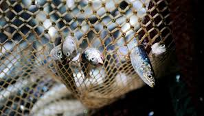 L'aquaculture menace la sécurité alimentaire des pays en développement