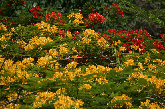 Carnet de voyage - Floraisons de nos arbres tahitiens (2e partie et fin)