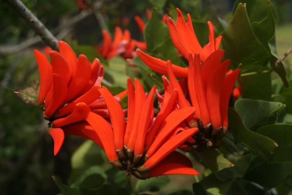 Erythrina variegata - Arbre à baleines