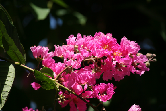 Lagestroemia speciosa - Lilas d’été (variété rose)