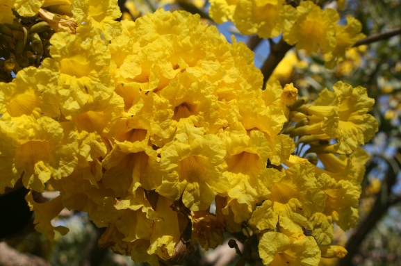 Tabebuia aurea - Tabébuia, poirier jaune