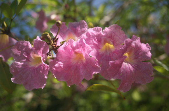 Tabebuia heterophylla - Tabébuia hétérophylle