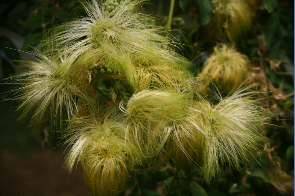 Albizia lebbeck - Siris, bois noir
