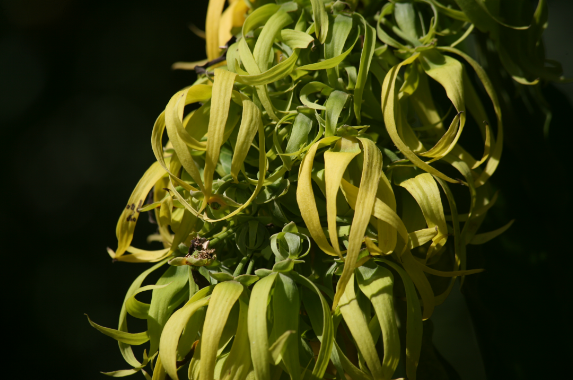 Cananga odorata - Ylang ylang, moto’i
