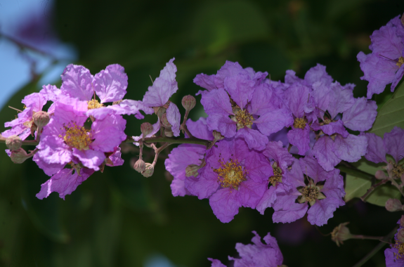 Lagestroemia speciosa  - Lilas d’été (variété mauve)