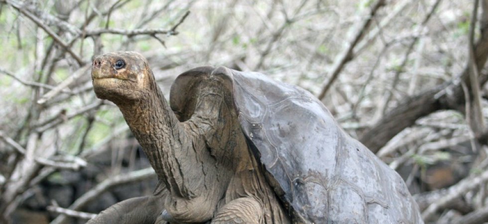 La célèbre tortue géante George le 26 juin 2006 sur les l'archipel équatorien des Galapagos ©AFP, AFP