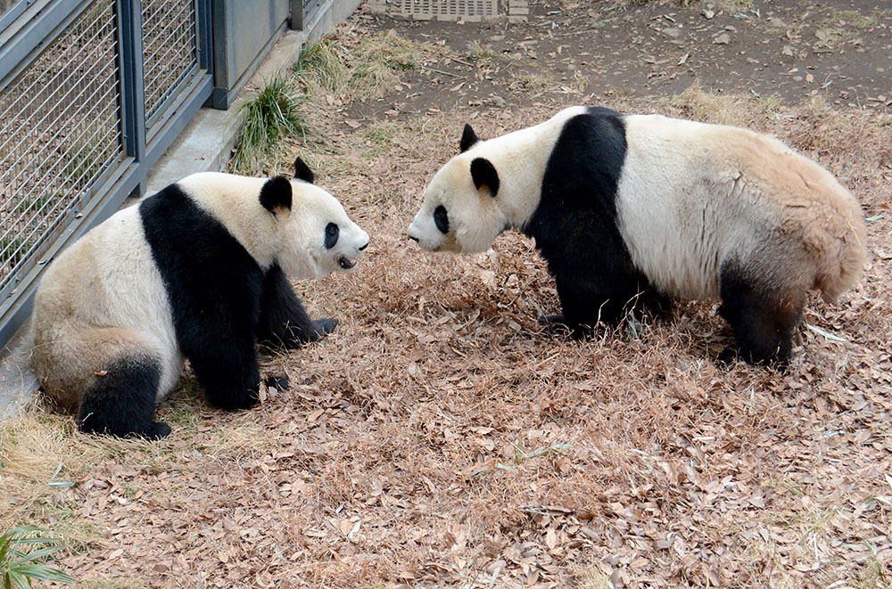 Espoirs de bébé panda géant à Tokyo après un rare accouplement