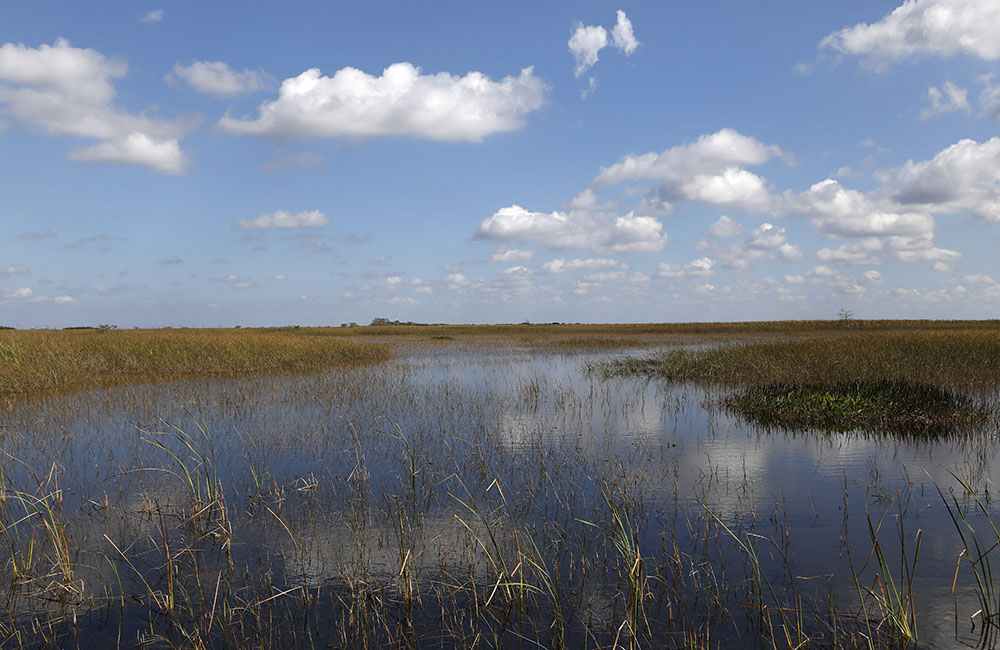 En Floride, le marécage des Everglades en péril
