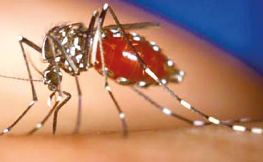Troisième mort de la dengue en Nouvelle-Calédonie en moins d'un mois