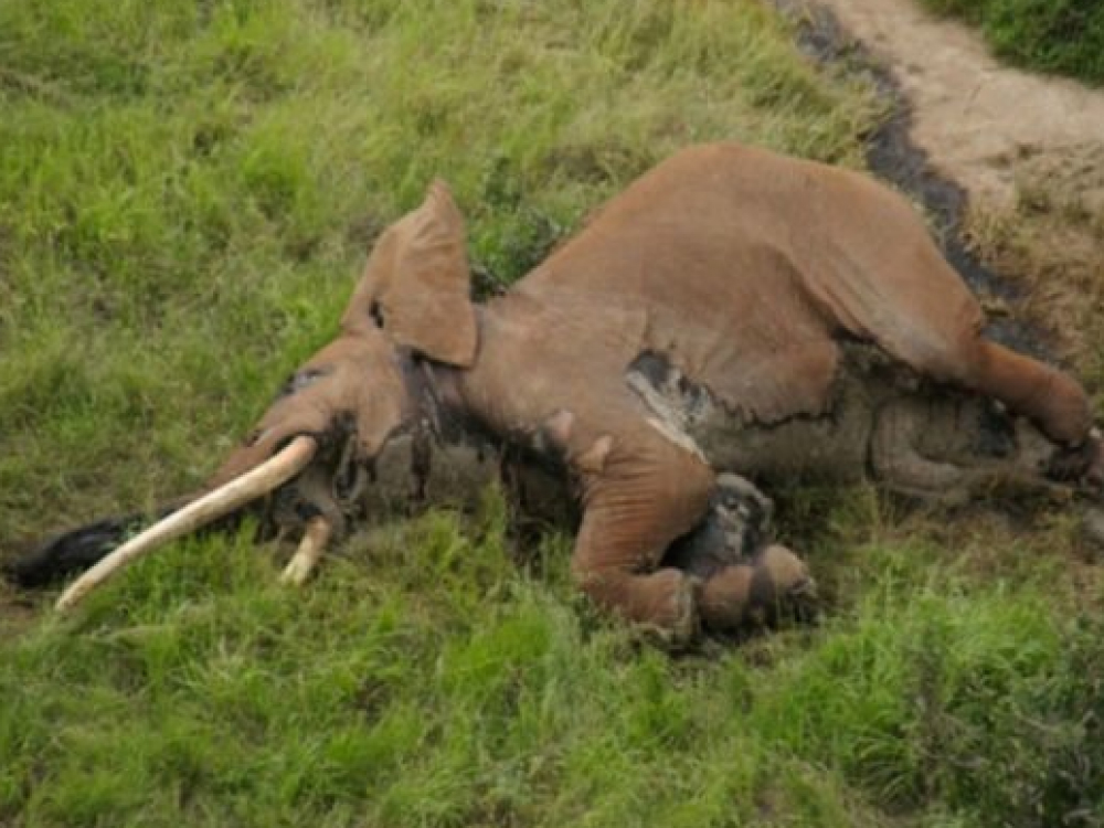 Un des derniers éléphants aux "défenses géantes" tué au Kenya