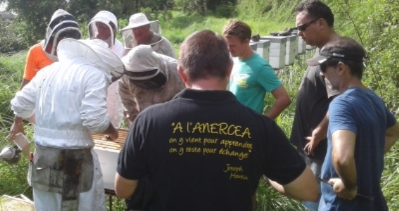 Apis Porinetia, un collectif d'apiculteurs pour protéger et structurer la filière sur le fenua