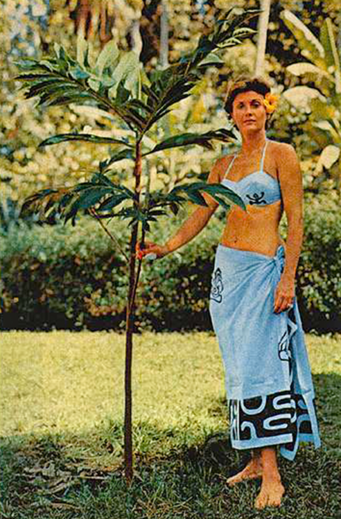 Nancy Hall Rutgers plantant le Uru en juillet 1962. Photo National Geographic