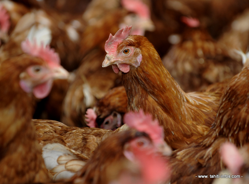 Salmonellose : 12 000 poules abattues par mesure de précaution à Taravao