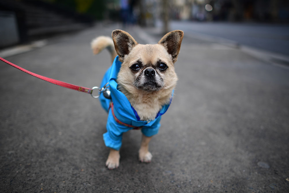 La mode canine s'empare des rues de Shanghai
