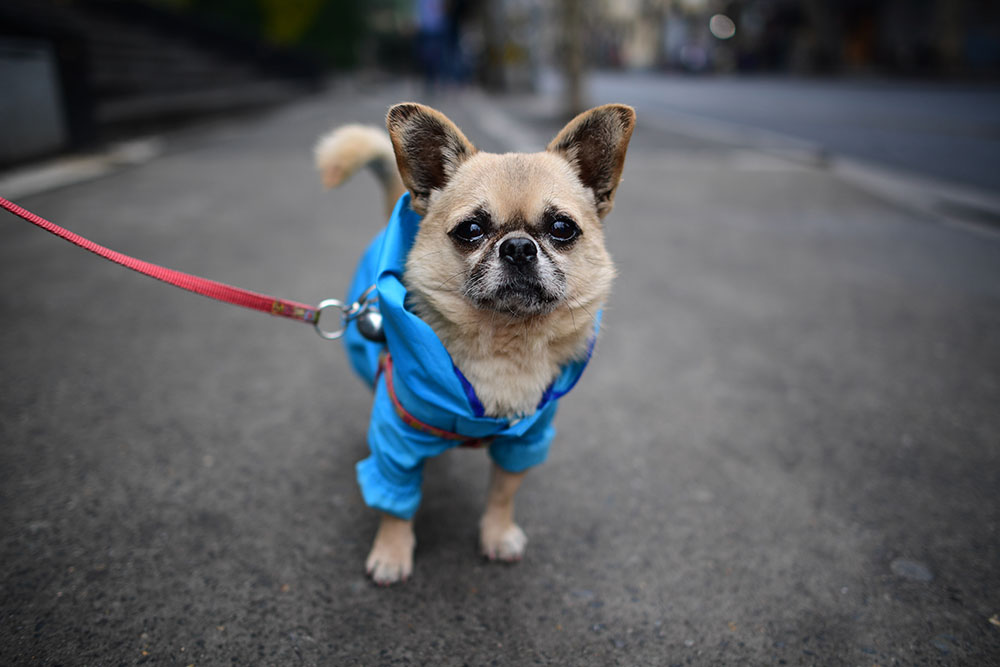La mode canine s'empare des rues de Shanghai