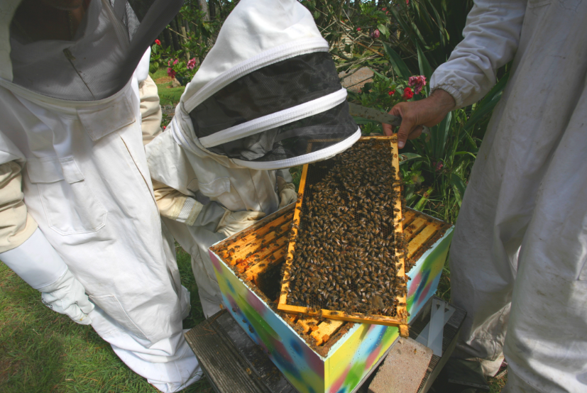 Nez à nez avec des centaines d’abeilles, sans avoir peur de se faire piquer !