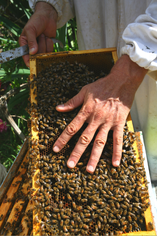 Frank connaît ses abeilles et elles le connaissent. Le visiteur évitera, en revanche, ce genre de prise de risques !
