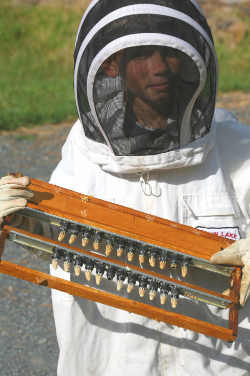 Dans ce cadre vertical un peu étrange, ce ne sont pas des ouvrières qui sont en gestation, mais des reines, savamment préparées par Frank.
