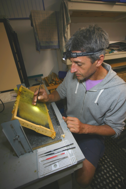 Frank au travail, en train de prélever des œufs tout juste éclos pour les installer dans une pouponnière spéciale : les larves donneront naissance non pas à des ouvrières, mais à des reines.