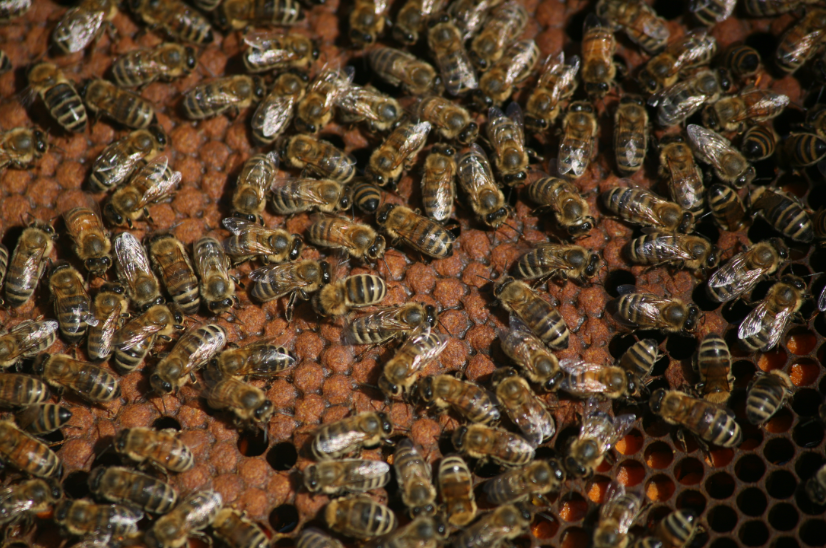 Les abeilles sont nées pour travailler : pas de grève, pas de tire-au-flanc, pas de grogne, pas de retraite, elles sont là pour servir la reine, de leur naissance à leur mort.