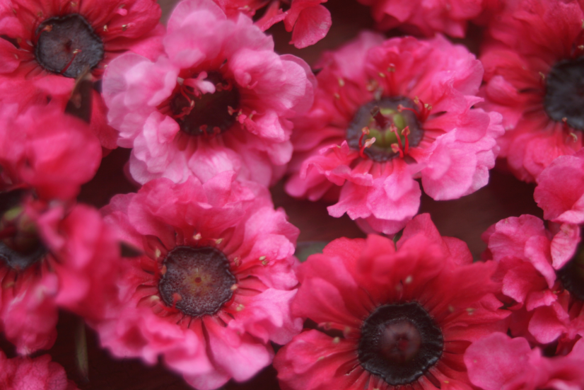 Gros plan sur l’or du Northland, la fleur de manuka qui permet de produire un miel aux vertus très recherchées.