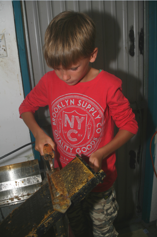 Avant de passer les cadres lourds de miel dans une centrifugeuse, il faut délicatement ouvrir chaque loge.
