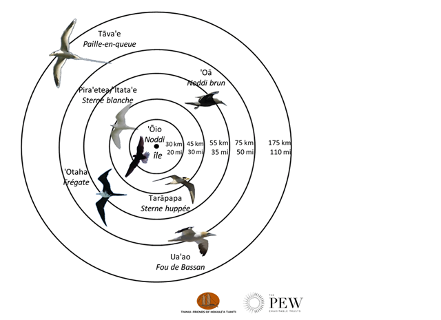 Carte du rayon d’action des oiseaux avec les distances maximales parcourues par chaque espèces (Crédit : Tainui Friends of Hokule’a en partenariat avec Pew Polynésie)