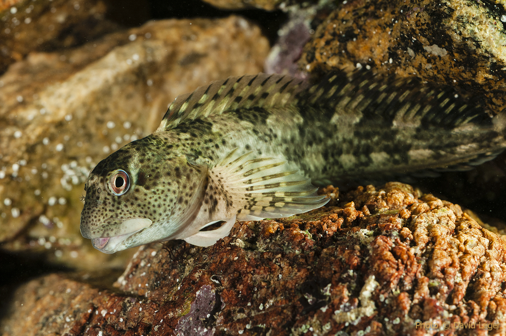 (Photo rocknrollblennie.wordpress.com)