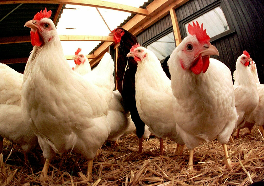 Grippe aviaire: après l'abattage préventif, 6 semaines de vide sanitaire dans le sud-ouest